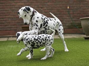 JAZZ WITH A BABY FROM HER LAST LITTER