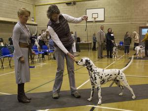 Stockore Wizard of the Forrest 3rd NOEDC Open Show