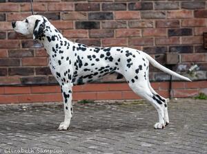 Rudi 15 months
