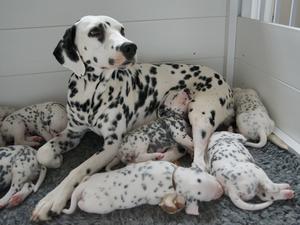 Stocklore Sally Forth (LUA) with her litter
