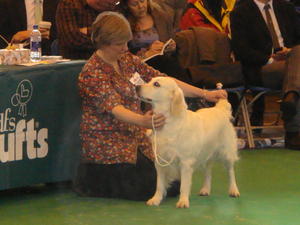 Hester at Crufts 2011
