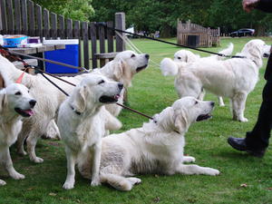 The first garmoran litter at their birthday party