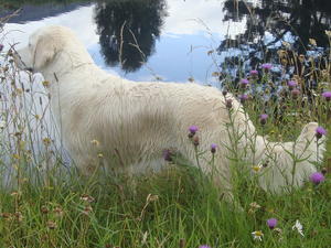 Freya at the Caledonian canal