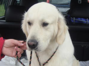 Archie looking thoughtful!