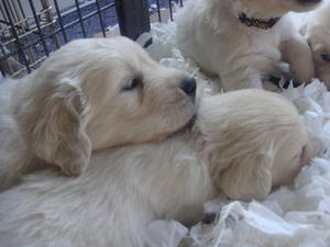Garmoran's first litter, 2011