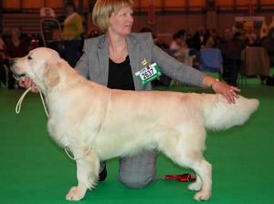 Archie at Crufts 2011