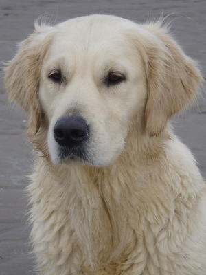 Heidi
