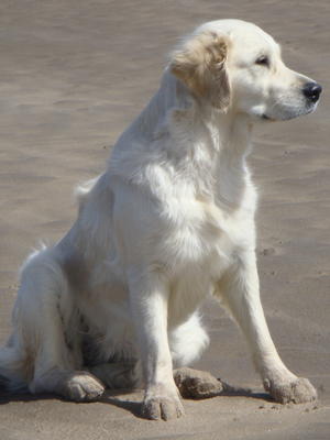 Heidi
