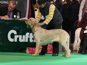 Perla at Crufts 2016