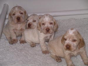 Phoebe's pups