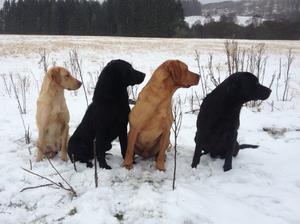 Coe, Jay, Brec & Raven