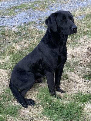 Merlin