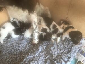 Pups at 4 weeks old