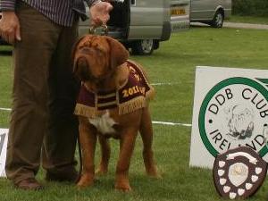 Best Pup in Show
