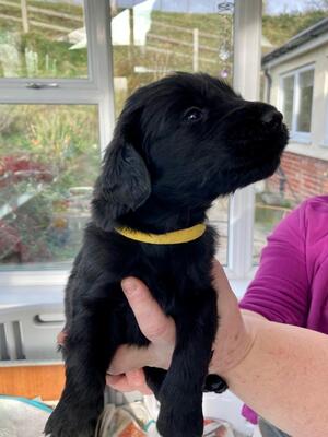 Puppy Image