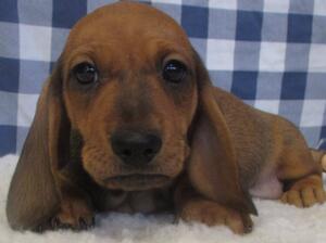 Shaded red male puppy