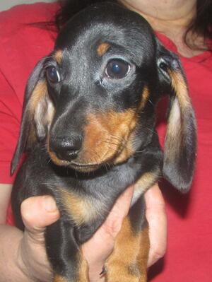 Female (Black & Tan)