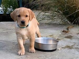 Available dog pup