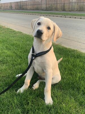 Available Pup