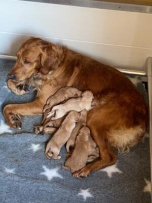 Tiffin and her puppies