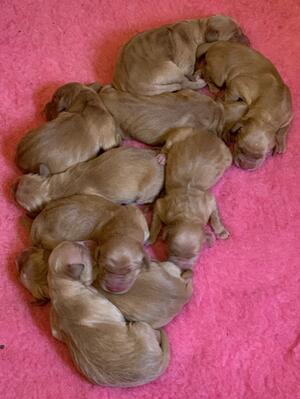 Tiffin's Litter with Hemp