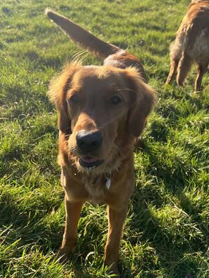 Ivy-Hemp and Tiffin puppy