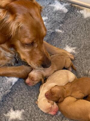 Tiffin and her puppies