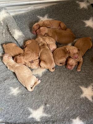 Puppies at 3 days old