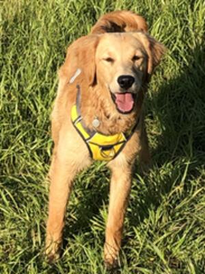 Lemon- the puppy we kept
