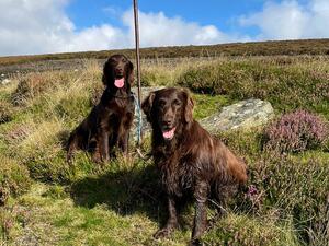 Flick & Logan on the Grouse Moor