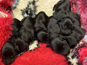 Dot’s puppies