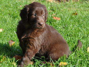 Levliann Puppy