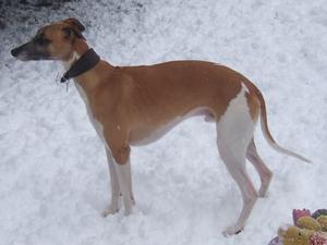 freestanding in the snow 25ms