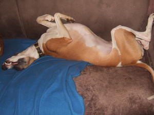 After a  hard day's work in the ring