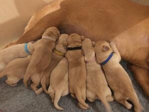 Saffy Feeding Pups