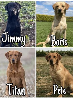 Greenfox Labradors at Stud