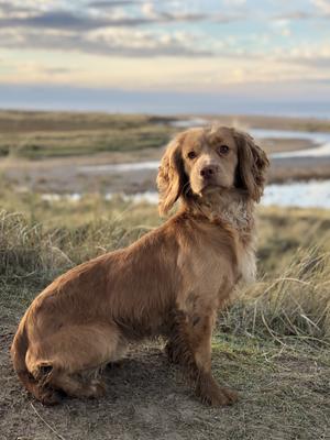 Ted (Whaupley Grouse of Greenfox)