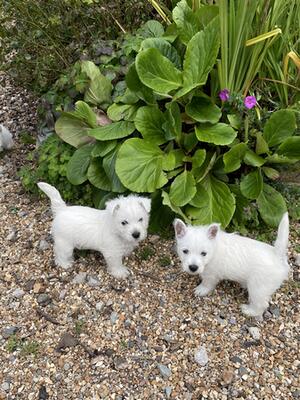 Westie puppies