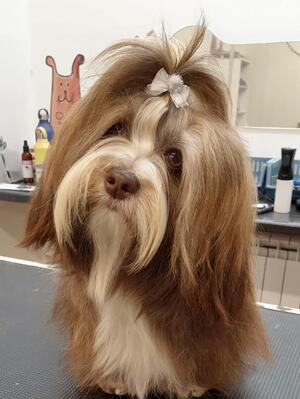 Truffle