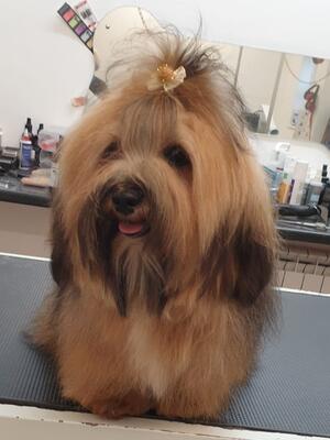 Camillia