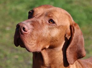 Reserve Best Dog Crufts 2016 and 2017