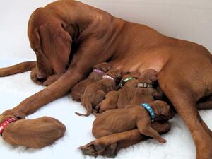 Crumble and her puppies