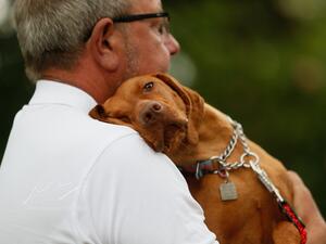 In love with the Vizsla for 40 years