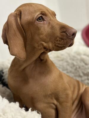 Dog puppy available
