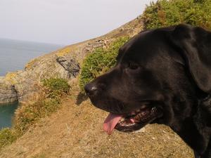 Poppy walking the coastal path 2014