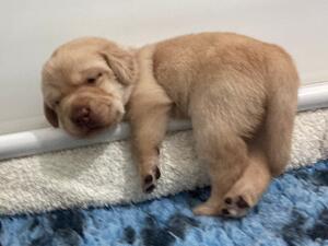 Two week old pup