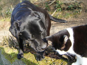 Best friends - Poppy and the family cat.