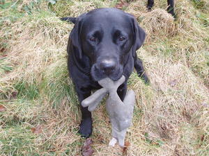 Jammy Jim Jams (Poppy) bringing me my lost glove