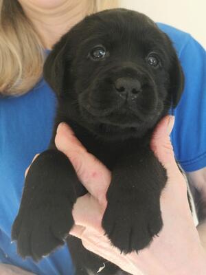 5 week old girl pup