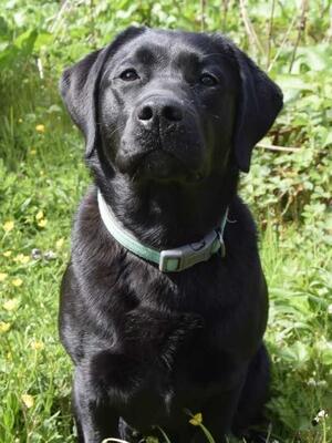 Daughter Ellie from previous litter